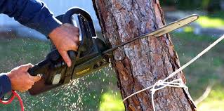 How Our Tree Care Process Works  in  Paris, TN