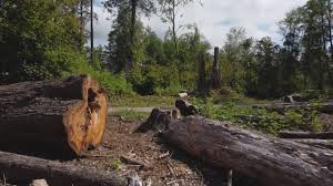 Best Firewood Processing and Delivery  in Paris, TN