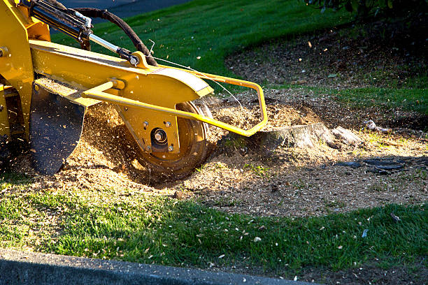 Best Tree Trimming and Pruning  in Paris, TN