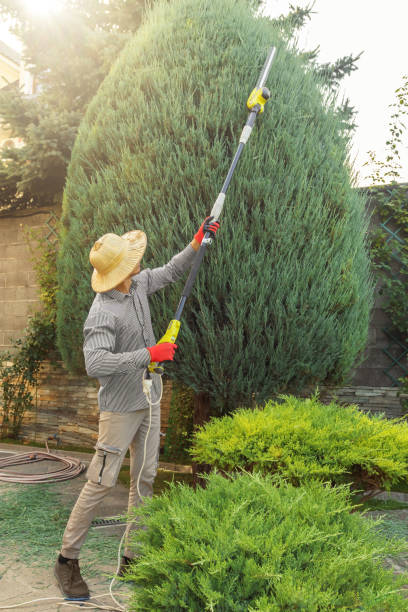 Best Lawn Maintenance Plans  in Paris, TN