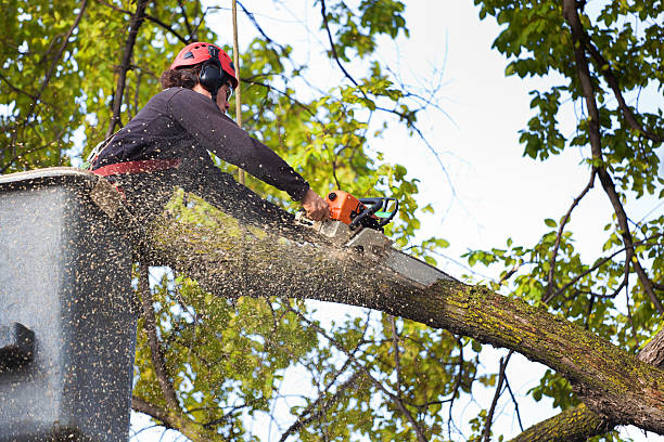 Best Tree Maintenance Programs  in Paris, TN