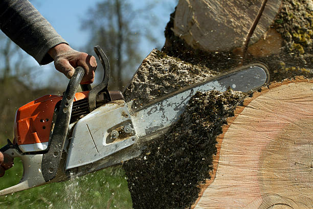 Best Tree Trimming and Pruning  in Paris, TN