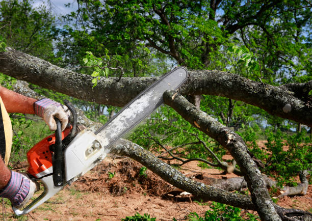 Best Tree Disease Treatment  in Paris, TN