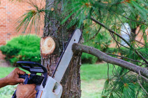 Best Tree Removal  in Paris, TN